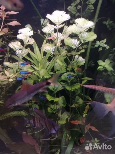 Аквариумная прополка