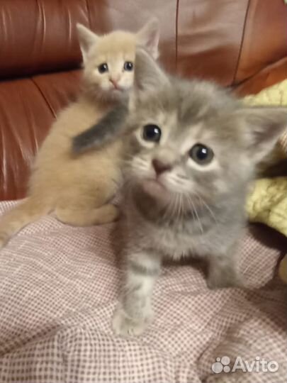 Серый котенок девочка