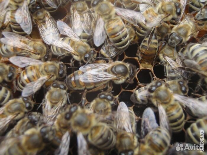 Продам пчелосемьи