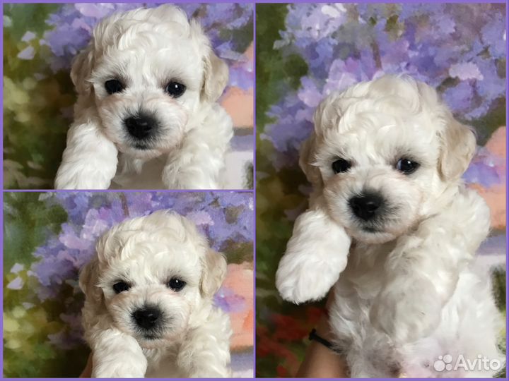 Олимпиа Клуб