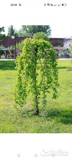 Штамбовая шелковица