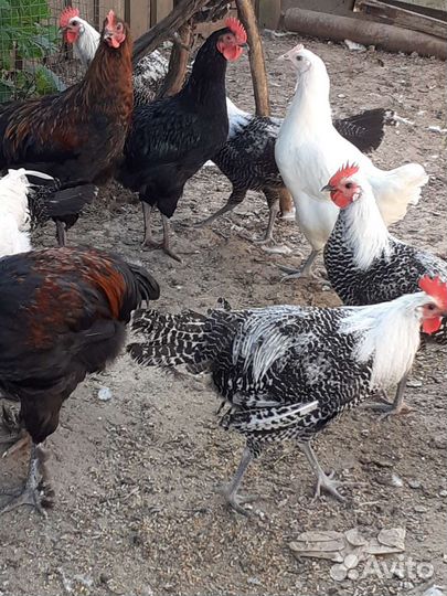 Петухи на племя