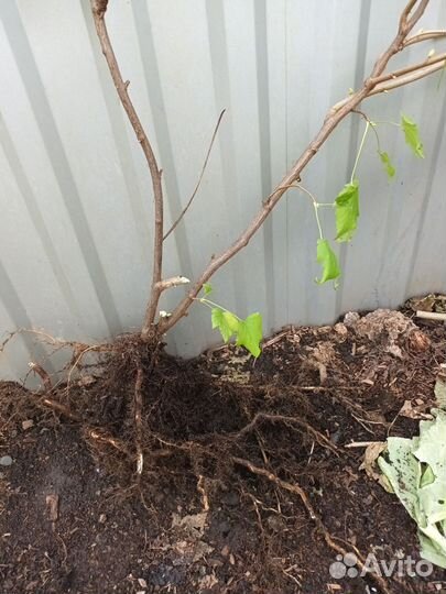 Саженцы смородины Ксюша