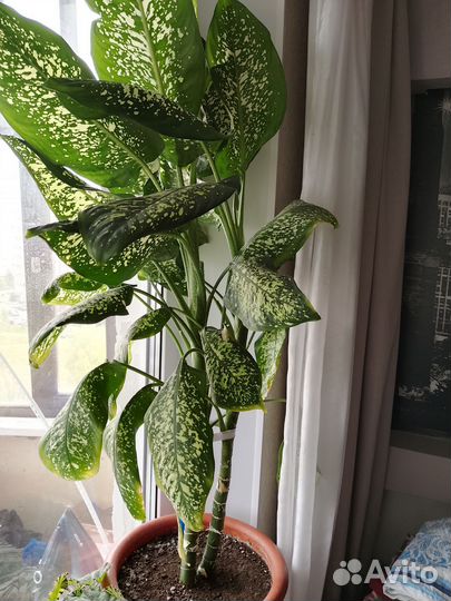 Диффенбахия