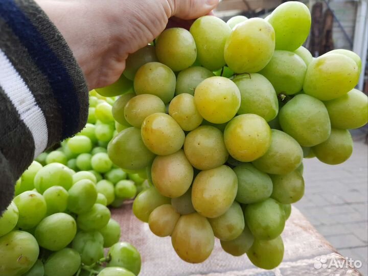 Саженцы Персика, Винограда, Яблонь, Груш