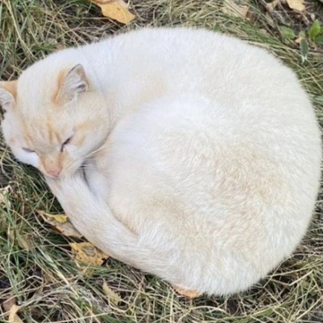 Взрослый кот в добрые руки