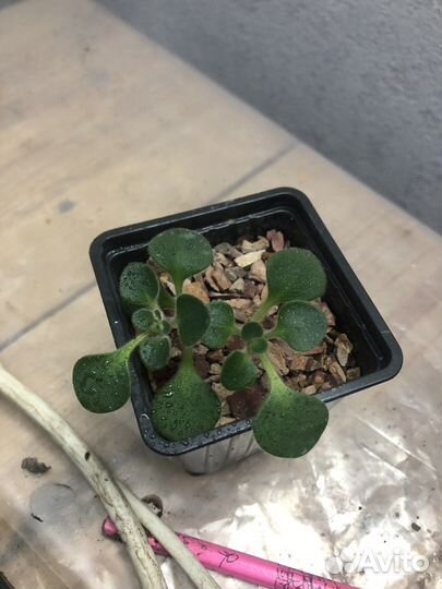 Суккуленты детки и черенки