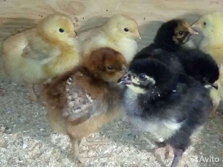 Цыплята Помесь орпингтон, брама, серебро, доминант