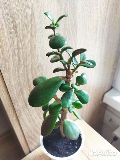 Толстянка Денежное дерево