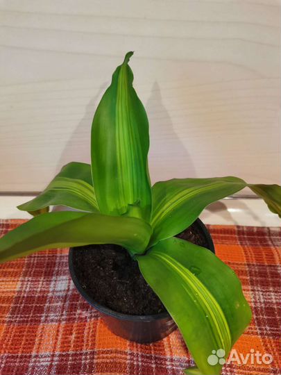 Юкка, драцена