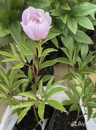 Пионы саженцы