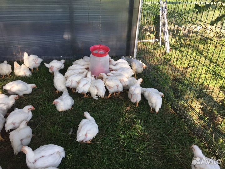 Мясо домашнего цыплёнка- бройлера