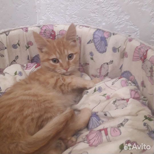 Котёнок окраса табби