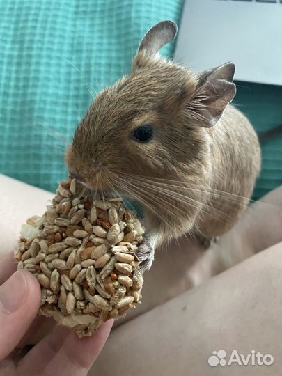 2 белки дегу (девочки) с клеткой