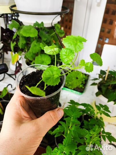 Кампанелла