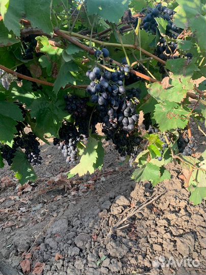 Виноград винный оптом
