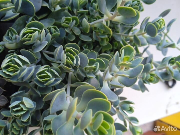 Суккуленты