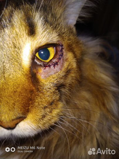 Ветеринарный врач (вызов на дом)