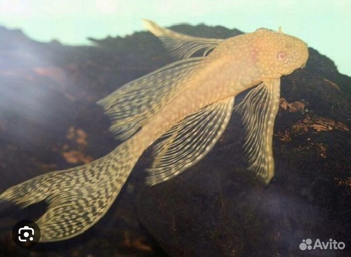 Анциструс вуалевый и обычный, моллинезия велифера