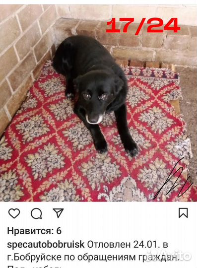 Собака в беде
