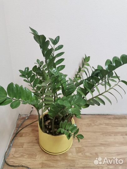 Цветок Замиокулькас в горшке