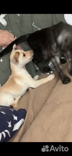 Той-терьер щенки