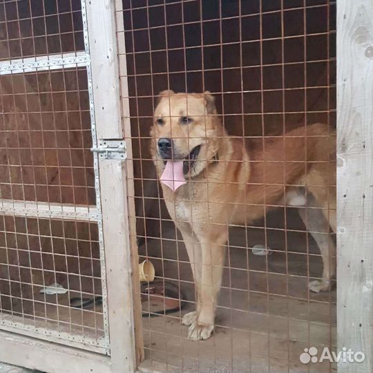 Щенки волкодава