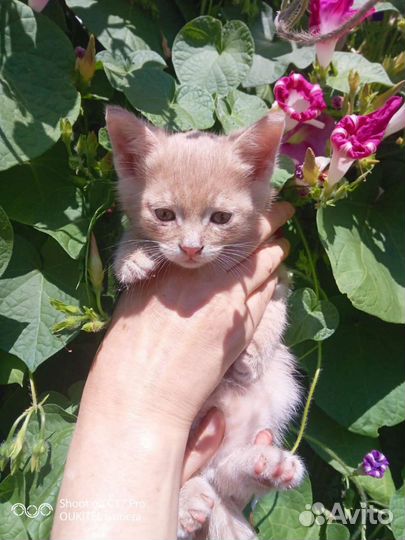 Кошка в дар