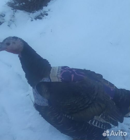 Фартуки для козлов