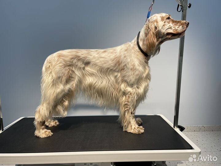 Груминг зона аренда