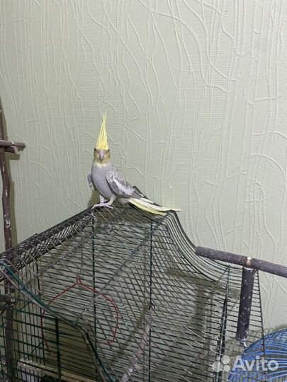 Попугай корелла