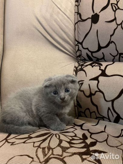 Шотландская