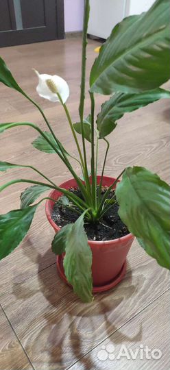 Спатифиллум