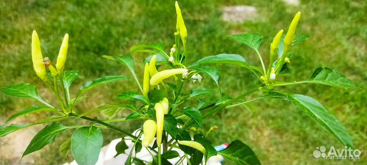 Перец острый на ваше окно