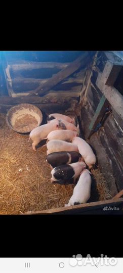 Вьетнамские вислобрюхие поросята