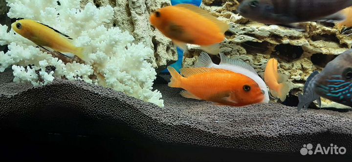 Аквариум 70 литров