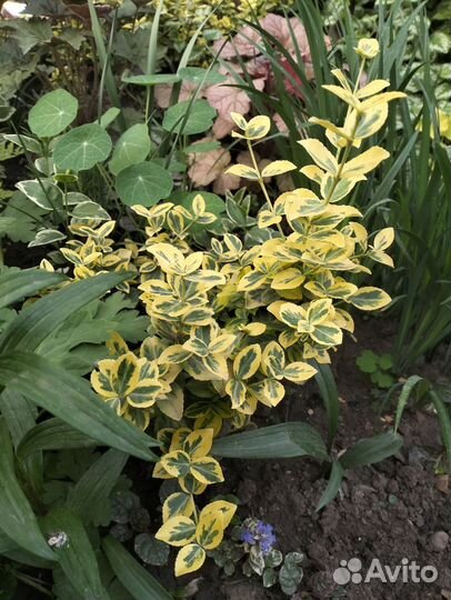 Бересклет форчуна японский