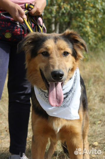 Золотой пес в добрые руки