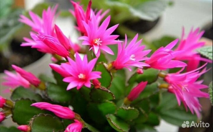 Рипсалидопсис