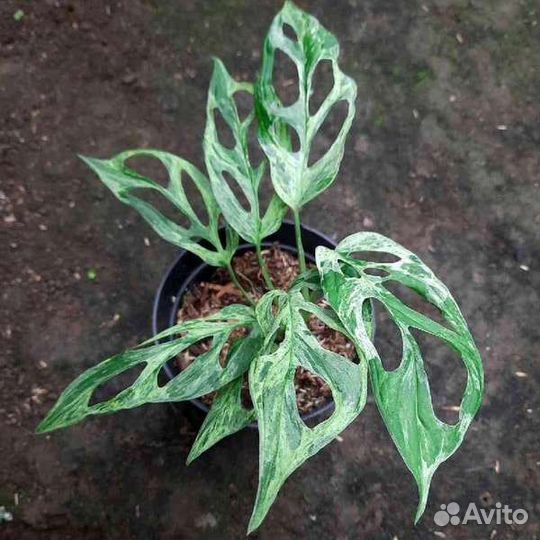 Монстера Адансона минт вариегата, альпиния вар