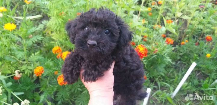 Малыши той-пуделя