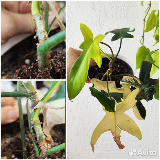 Комнатные растения 2