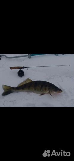 Удочка ручной работы. Судак, окунь, щука