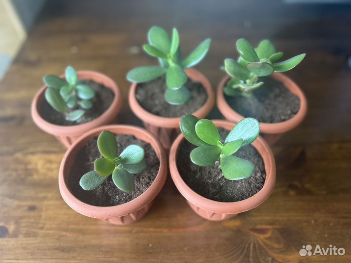 Денежное дерево толстянка крассула