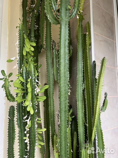 Кактус Молочай