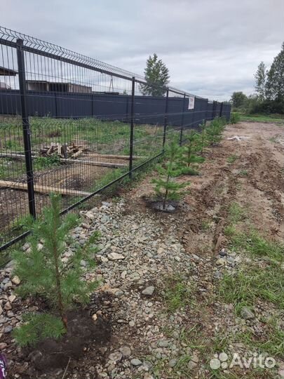 Сосна, молодняк для посадки, с корнем