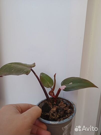 Филодендрон Розовая принцесса