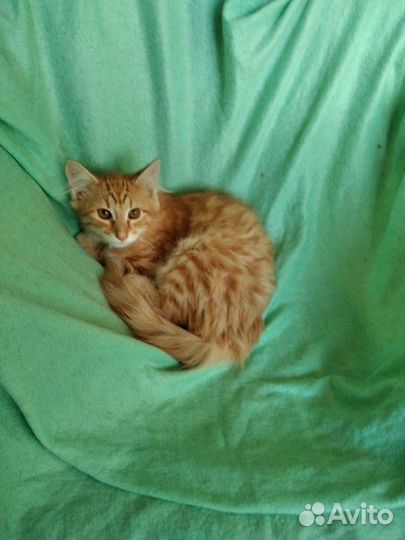 Рыжий котенок - плюшевый мальчик в добрые руки