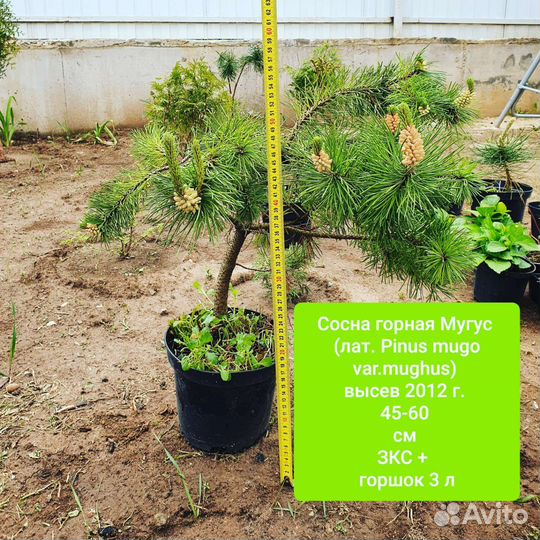 Сосна горная мугус