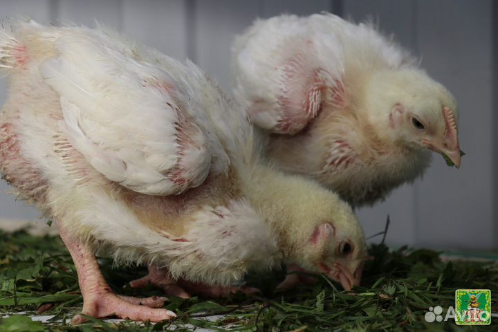 Бройлер1мес.Утят.Куры Молодки.куры Несушки